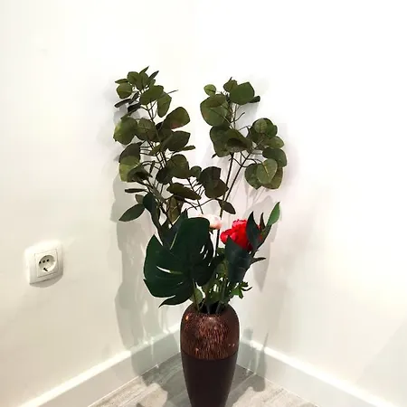 Rose - Heart Of Zadar
